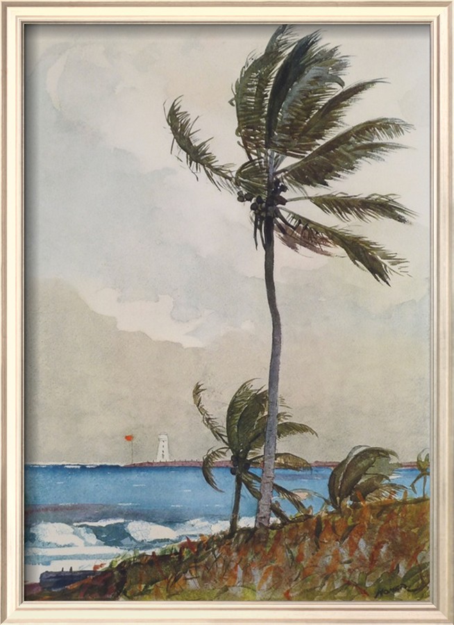 Palm Tree, Nassau By Winslow Homer